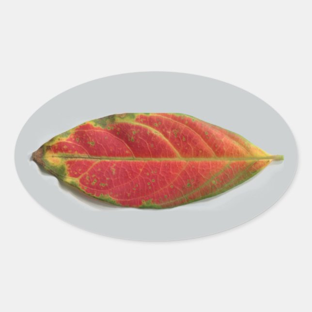 Adesivo Oval Vinheta oval bonito de folha vermelha, selador, et (Frente)