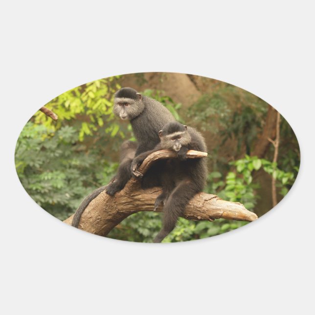 Adesivo Oval Vinheta Oval Macaco (Frente)