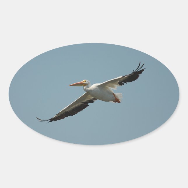 Adesivo Oval Vinheta Pelican 4 (Frente)