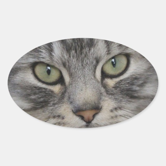 Adesivo Oval Vinhetas De Oval De Gato Persa De Prata (Frente)