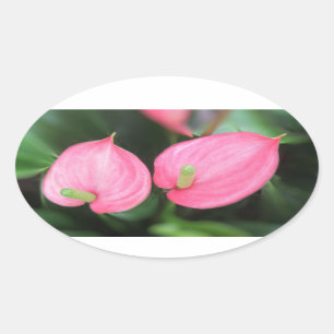 Adesivo Oval Vinhetas - Gêmeos cor-de-rosa de Anthurium