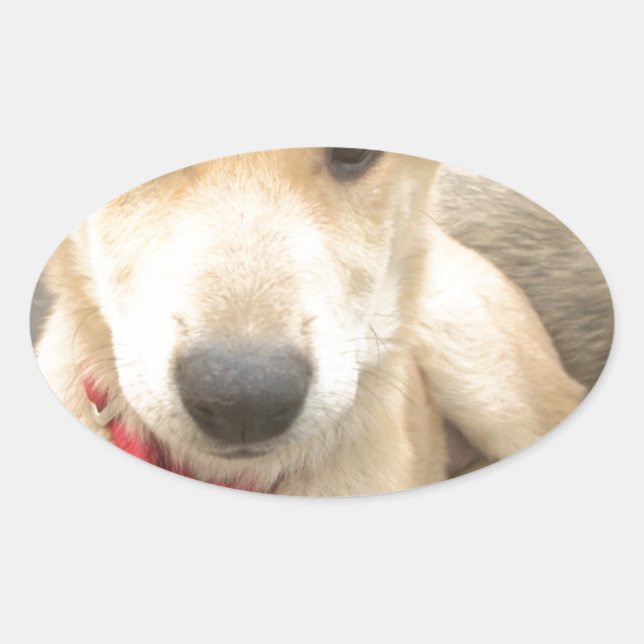 Adesivo Oval Você Deveria Fazer O Seu Amor Todos Os Dias (Frente)