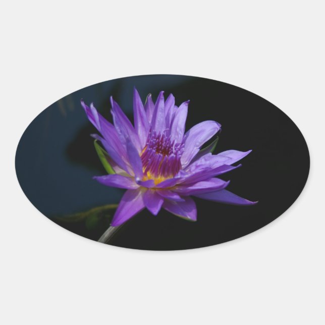 Adesivo Oval Waterlily Lotus (Frente)