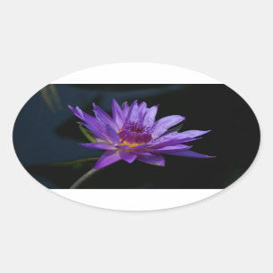 Adesivo Oval Waterlily Lotus