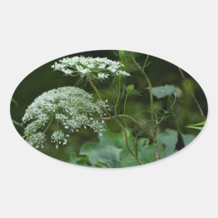 Adesivo Oval Wildflower do ce do La da rainha Anne - carota do