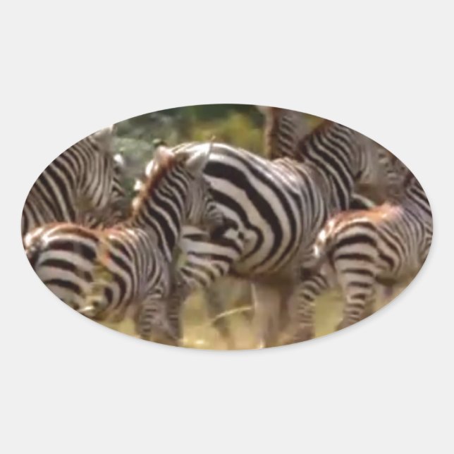 Adesivo Oval Zebras em Movimento: Uma Viagem de Mil Milhas (Frente)