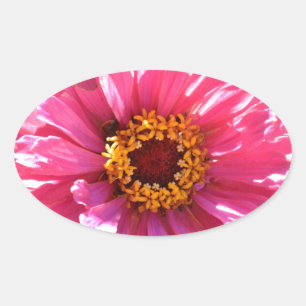 Adesivo Oval Zinnia Rosa