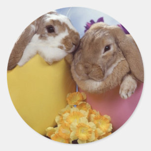 Adesivo Ovos de dentro de coelhinho de Páscoa bonitos