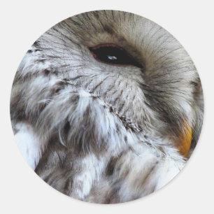 ADESIVO OWLS