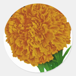 Adesivo Pacote de Semente da Marigold Vintage