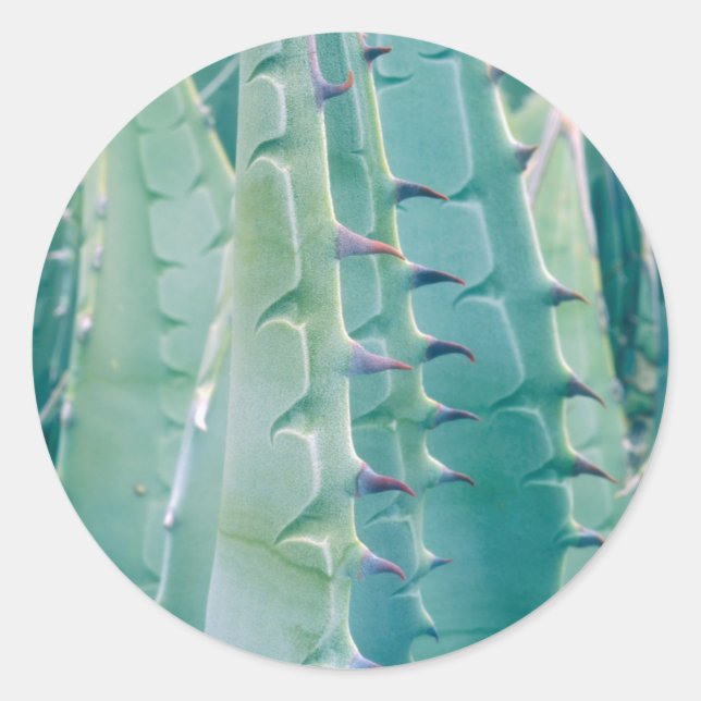 Adesivo Padrões de uma planta de Agave (Frente)