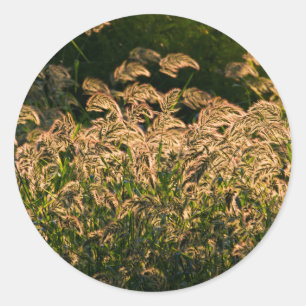 Adesivo Painço Selvagem (Panicum Sp.) Crescendo em Área Úm