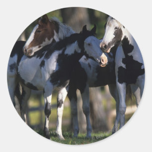 Adesivo Paint Horses