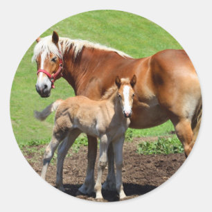 Adesivo Palamino-Horse e palhetas