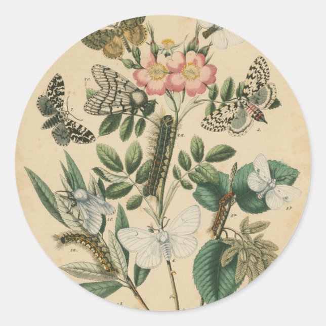 Adesivo Palcos da vida da borboleta pelo Vision Studio (Frente)