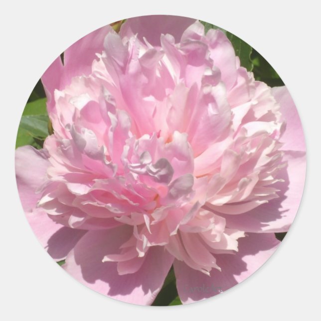 Adesivo Pale Pink Peony (Frente)