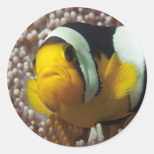 Adesivo Palhaço - Fecho! Tão fofo - Nemo em Anemone | (Frente)