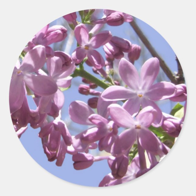 Adesivo Palhetas de Flores de Mola (Frente)