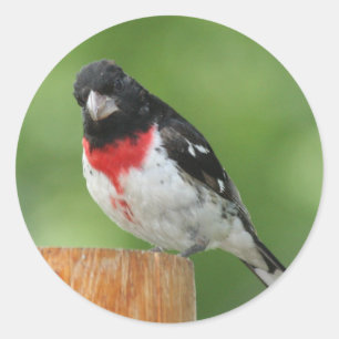 Adesivo Palhetas Grosbeak de peito rosa