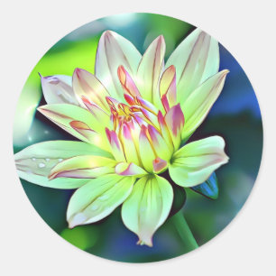 Adesivo Pálido Ombre Laranja Cor-de-Rosa Gigante Dahlia Fl