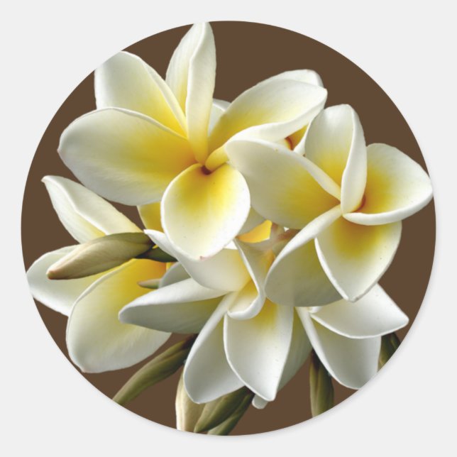 Adesivo Palitos Florais de Plumeria Hawaiana Branca (Frente)