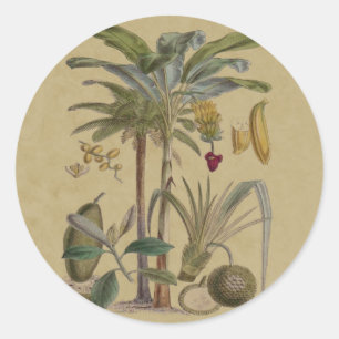 Adesivo Palm Antique Fruta Tropical Arte Botânica