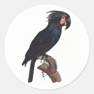Adesivo Palm Cockatoo, Probosciger aterrimus Parrot
