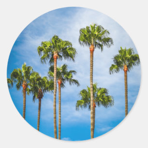 Adesivo Palm Trees em San Diego, Califórnia