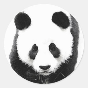 Adesivo Panda