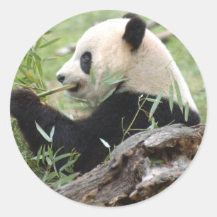 Adesivo Panda gigante