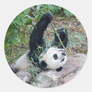 Adesivo Panda Gigante Comendo Almoços