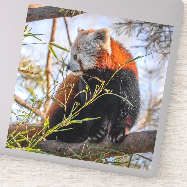 Adesivo Panda vermelha (Detalhe)