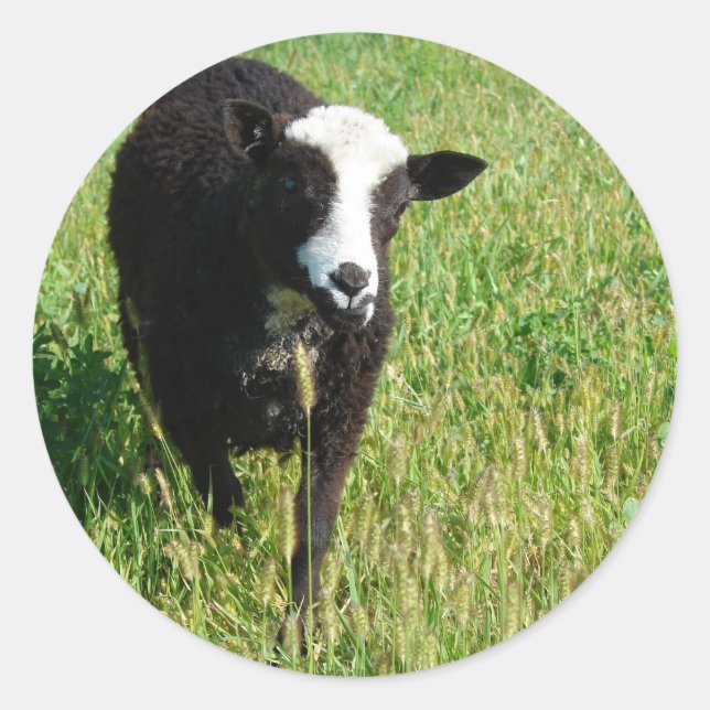 Adesivo Pandi (Frente)