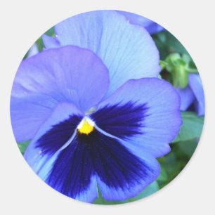 Adesivo Pansies - arte floral fotográfica de CricketDiane