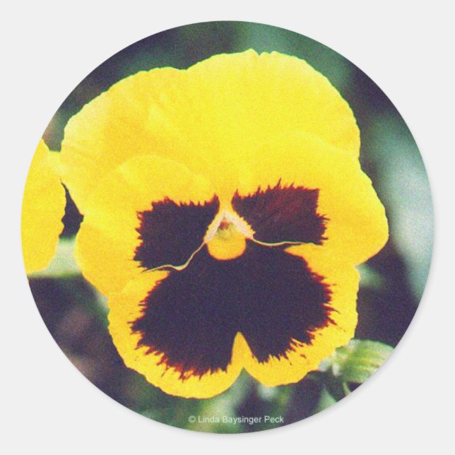 Adesivo Pansy Amarelo (Frente)