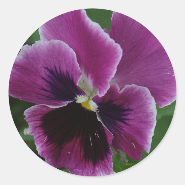 Adesivo Pansy Pictures Sticker (Frente)