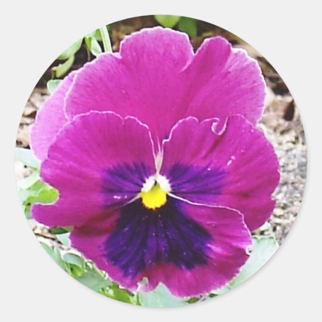 Adesivo Pansy Sticker (Frente)