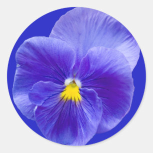 Adesivo Pansy Stickers