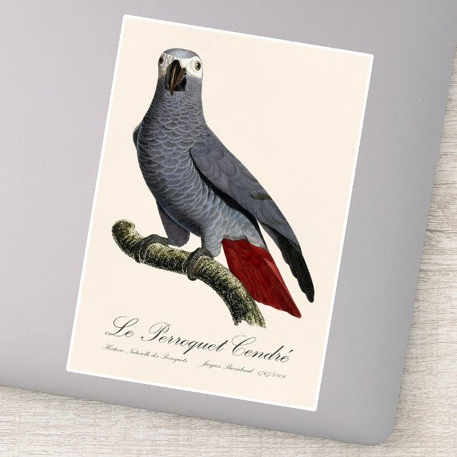 Adesivo Papagaio cinzento africano, Psittacus erithacus, v (Le Perroquet Cendre - 19th century illustration. Sticker)