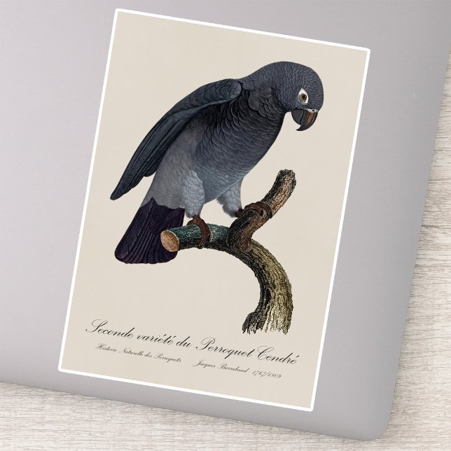 Adesivo Papagaio-Cinzento-de-Timneh, Psittacus Timneh (Timneh African Grey Parrot, Psittacus Timneh. Sticker)