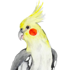 Adesivo Papagaio Cockatiel de Cores Aquáticas.