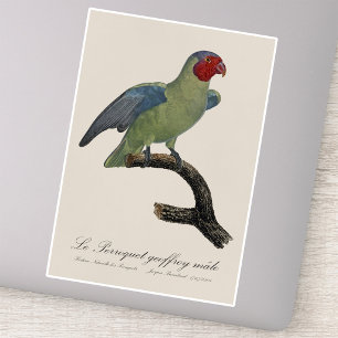 Adesivo Papagaio-de-bochecha-vermelha-macho, Geoffroyus ge