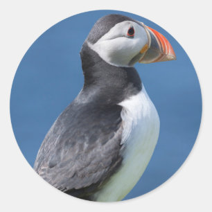 Adesivo Papagaio-do-mar (Fratercula Arctica) no Penhasco