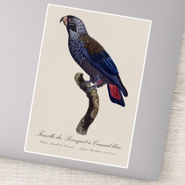 Adesivo Papagaio-repoludo, Pionus fuscus (Dusky Parrot or Dusky Pionus, Pionus fuscus. Sticker)