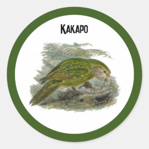Adesivo Papagaio Verde Kakapo, Ilustração Rara de Aves