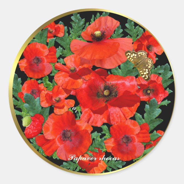 Adesivo Papagaios Vermelhos Selvagens com Dourada Fronteir (Frente)