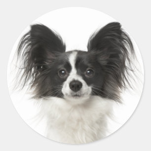 Adesivo Papillon, Cachorro Negro E Branco - Cachorros De A