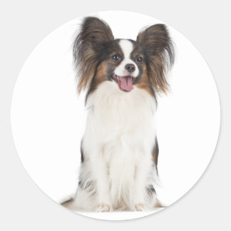 Adesivo Papillon Puppy Dog - Cães Adoráveis
