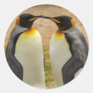 Adesivo Par de pinguins-imperadores, Ilhas Falkland