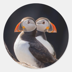 Adesivo Par de Puffins